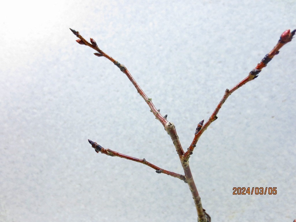 [讃岐屋緑兵衛]ケイオウ桜 3/5蕾〜花変化想定(3426)全高：27㎝※同梱包は「まとめて取引」手続厳守※送料明記の画像8