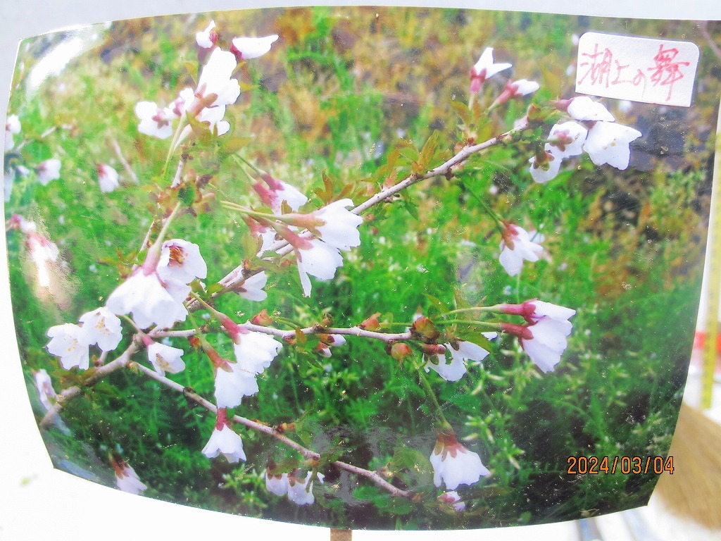 [.. shop green ..] Fuji Sakura lake on. Mai (3358) total height :30.* same packing is [ together transactions ] procedure strict observance * postage clear writing 