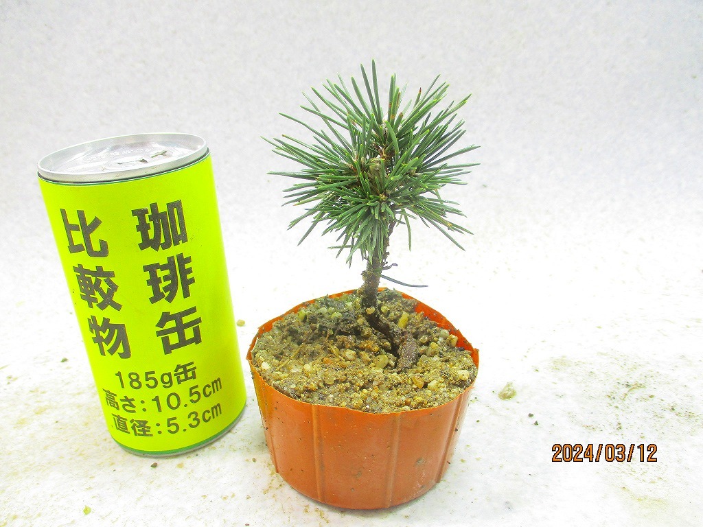 [.. shop green ..] Mikawa Japanese black pin pulling out seedling shipping (31148) image total height :13.* non-standard-sized mail shipping : free shipping * pot less / for earth ( root pot ) less 