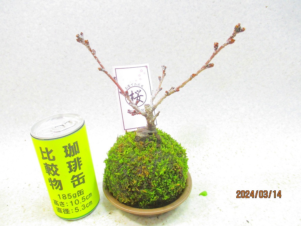 [讃岐屋緑兵衛]旭山桜 苔玉皿付 3/14花芽〜花変化想定(31432)全高：20㎝※同梱包は「まとめて取引」手続厳守※送料明記　_画像1