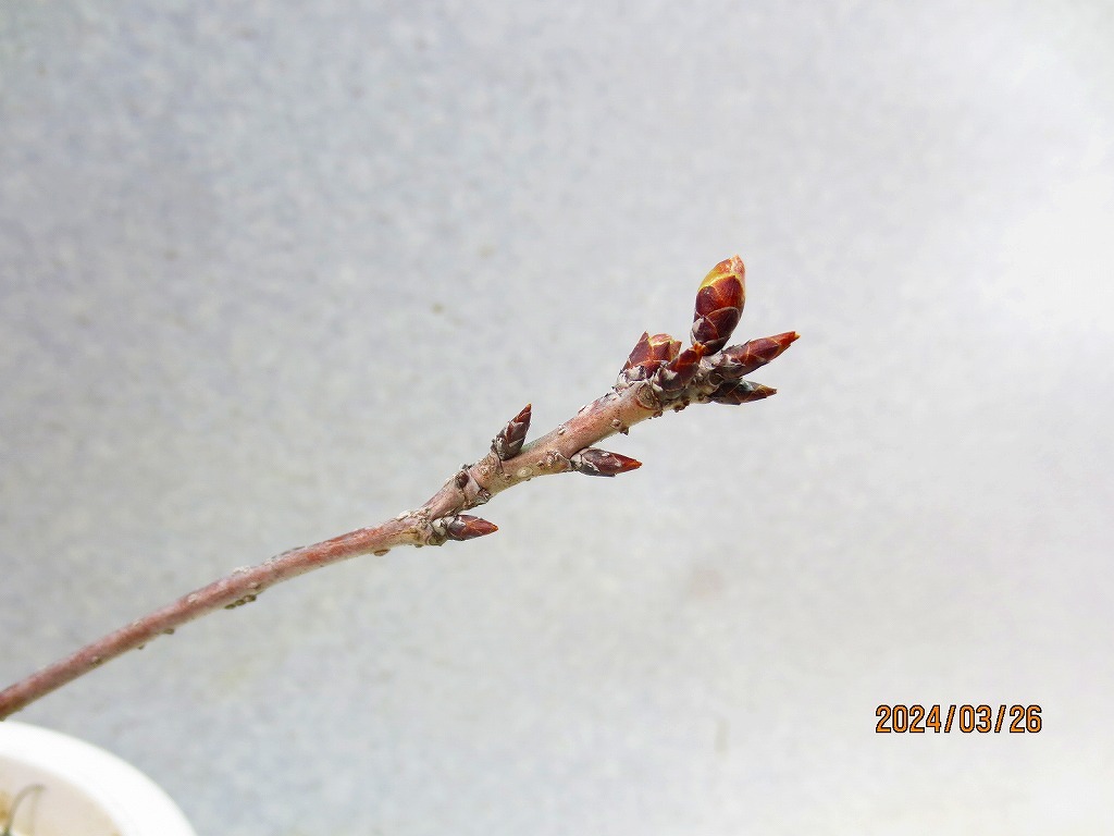 [讃岐屋緑兵衛]旭山桜(32565)全高：29㎝※同梱包は「まとめて取引」手続厳守※送料明記　_画像9