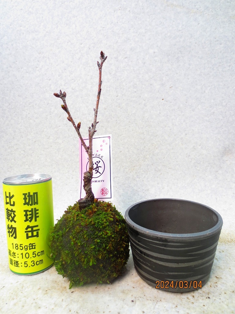 [讃岐屋緑兵衛]旭山桜 苔玉(3274)全高：28㎝※同梱包は「まとめて取引」手続厳守※送料明記の画像9