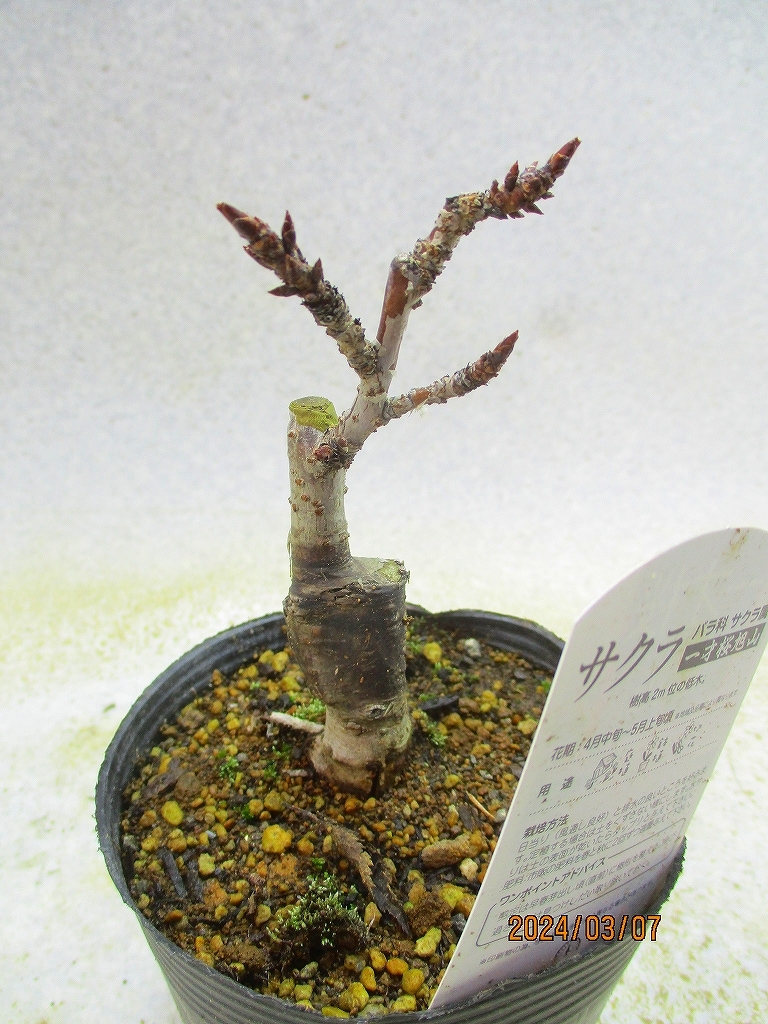 [.. shop green ..] asahi mountain Sakura pulling out seedling shipping (3769) image total height :20.* non-standard-sized mail shipping : free shipping * pot less / for earth ( root pot ) less 