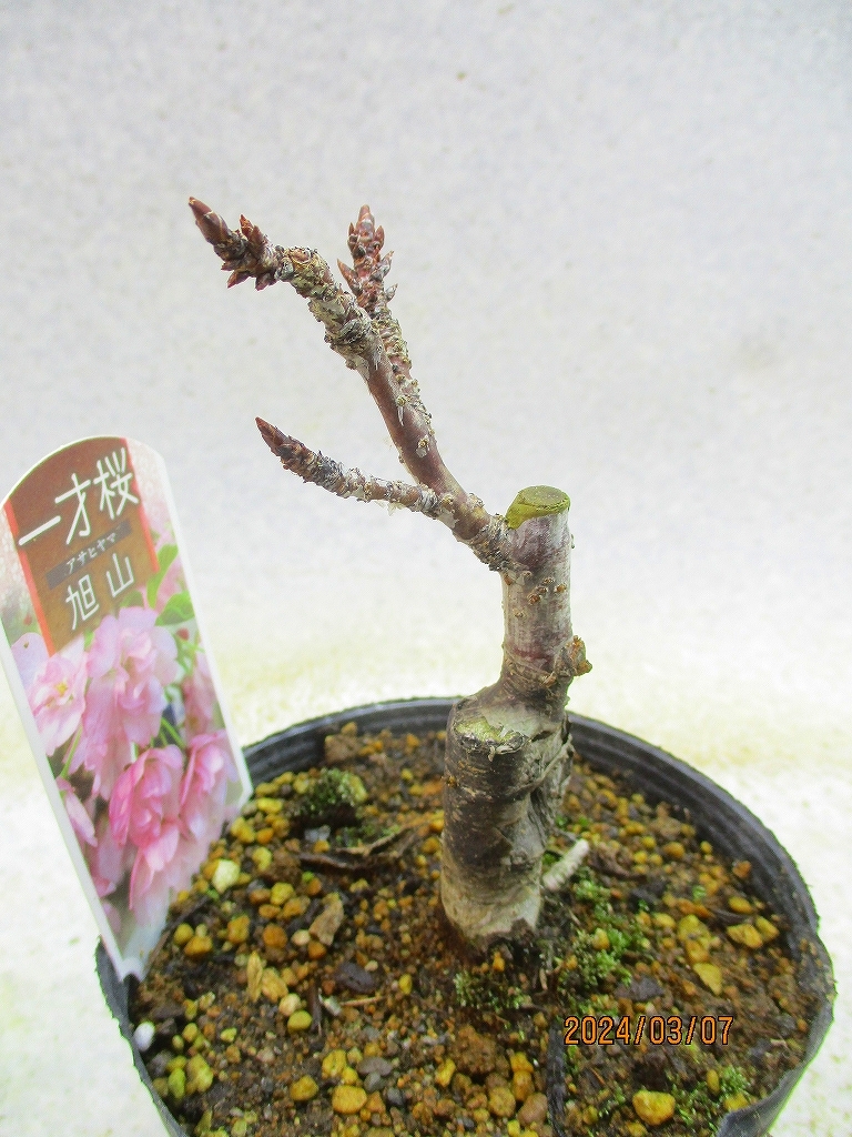 [.. shop green ..] asahi mountain Sakura pulling out seedling shipping (3769) image total height :20.* non-standard-sized mail shipping : free shipping * pot less / for earth ( root pot ) less 