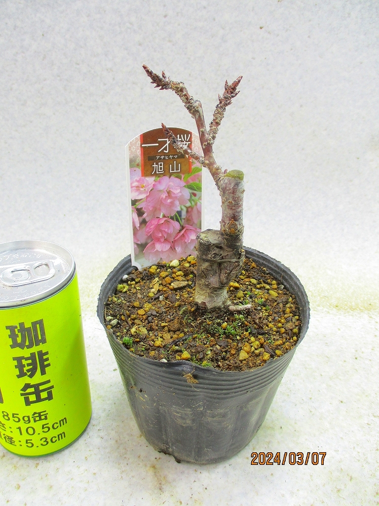 [.. shop green ..] asahi mountain Sakura pulling out seedling shipping (3769) image total height :20.* non-standard-sized mail shipping : free shipping * pot less / for earth ( root pot ) less 