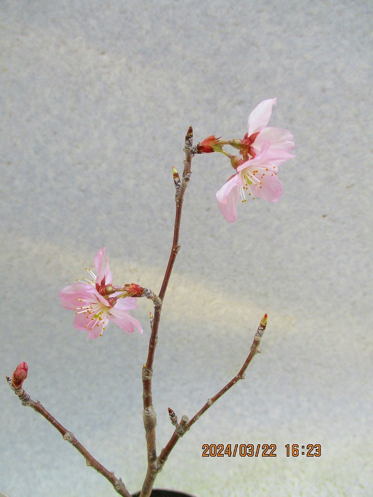 [讃岐屋緑兵衛]ケイオウ桜 3/22開花〜花変化想定(32309)全高：29㎝※同梱包は「まとめて取引」手続厳守※送料明記　_画像2