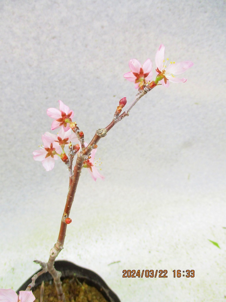 [讃岐屋緑兵衛]ケイオウ桜 3/22開花〜花変化想定(32319)全高30㎝※同梱包は「まとめて取引」手続厳守※送料明記　_画像4