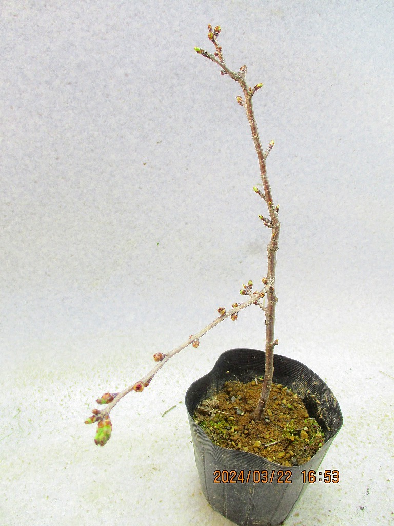 [讃岐屋緑兵衛]十月桜 3/23蕾～花変化想定 (32330)全高：31㎝※同梱包は「まとめて取引」手続厳守※送料明記_画像6