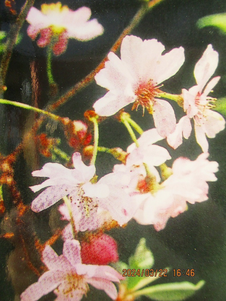 [讃岐屋緑兵衛]十月桜 3/23蕾～花変化想定 (32330)全高：31㎝※同梱包は「まとめて取引」手続厳守※送料明記_画像9