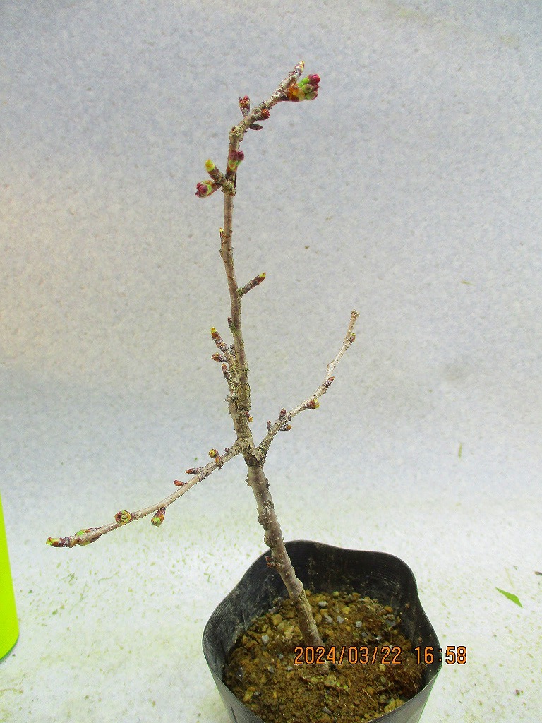 [讃岐屋緑兵衛]十月桜 3/23蕾～花変化想定 (32335)全高：32㎝※同梱包は「まとめて取引」手続厳守※送料明記_画像7