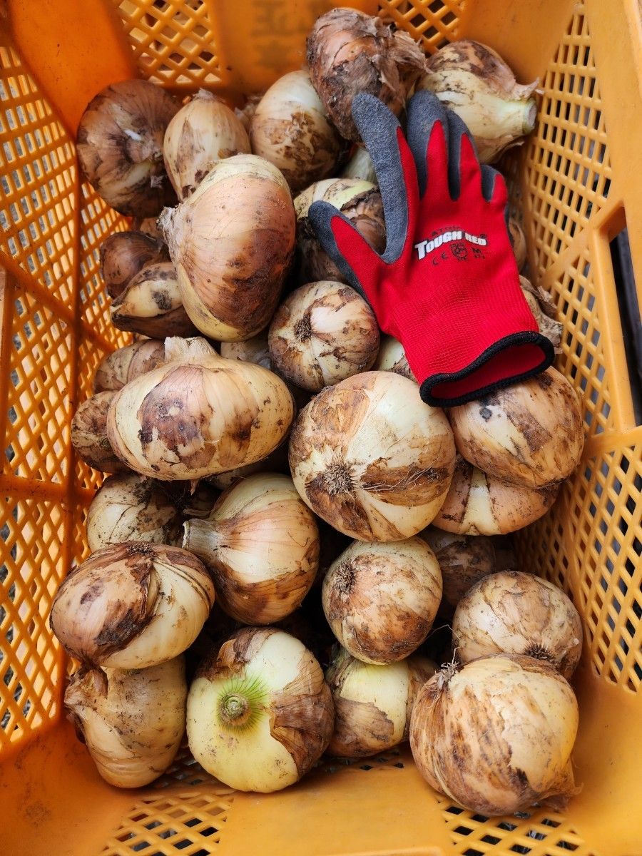 長崎県産新玉ねぎ訳ありフリーサイズ10キロ