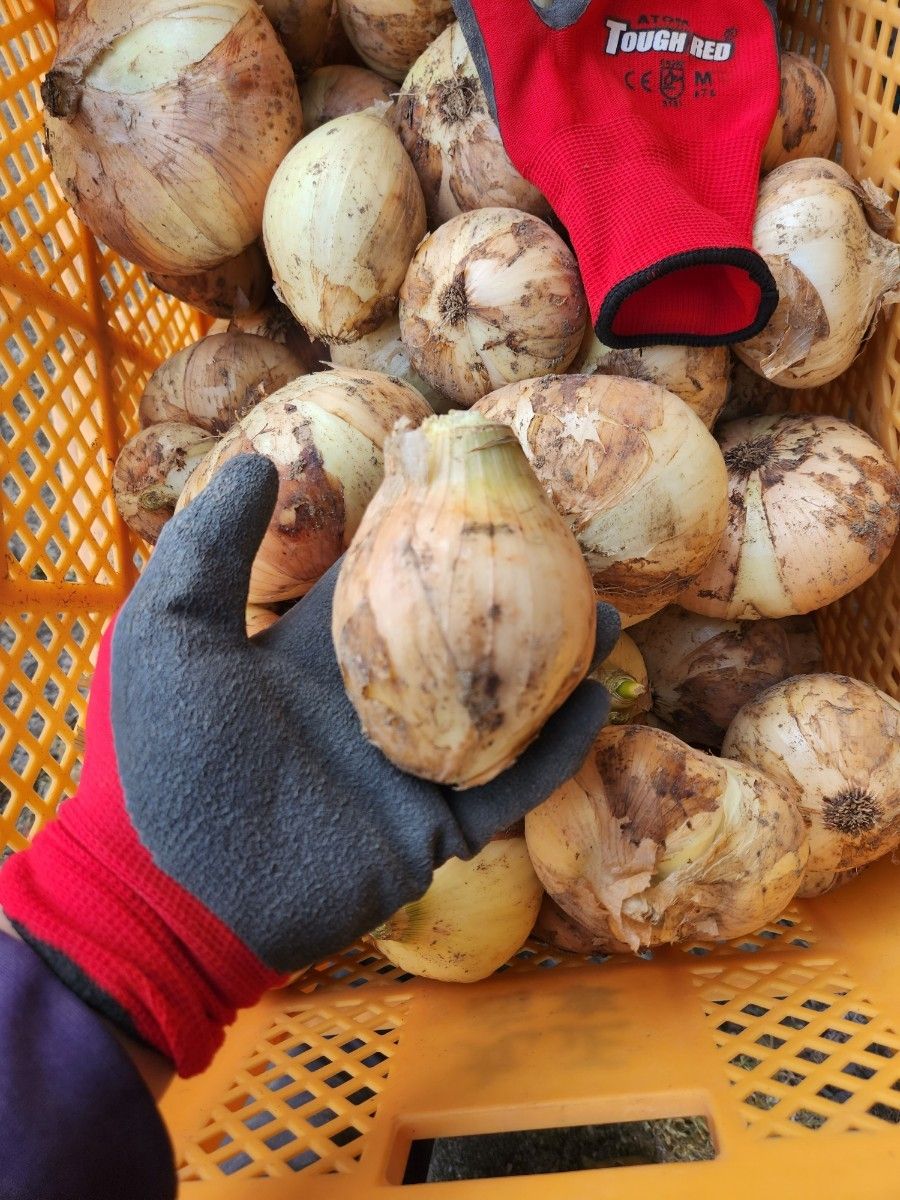 【20Kg】長崎県産新玉ねぎ訳ありフリーサイズ