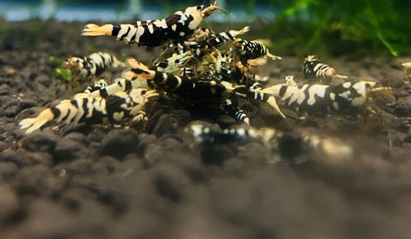 [ love . nest ] one army aquarium .. next generation breeding special individual ** beautiful individual super black 5 pcs & black flower Tiger 5 pcs 