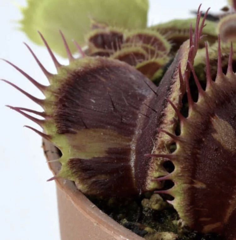 Dionaea muscipula Schup Destruction (Diflora) CK ディオネア シュップデストラクション ハエトリソウ ハエトリグサ 2号深 食虫植物_画像1