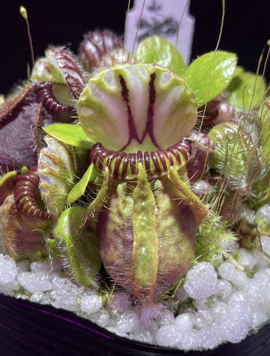 Cephalotus follicularis BCP cloneセファロタスフォリキュラリス 5cm 食虫植物 観葉植物_画像1