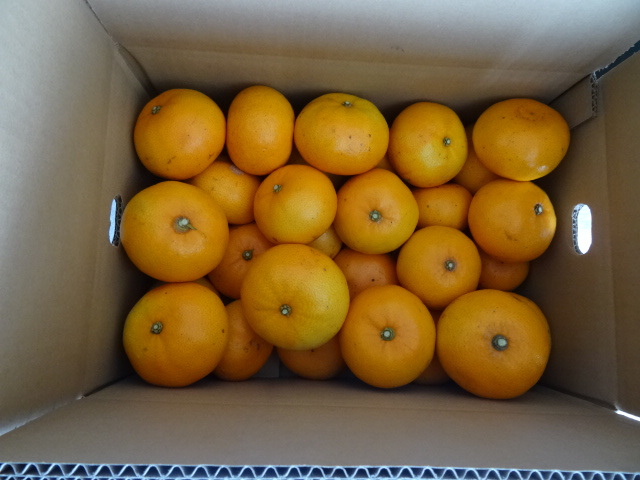 柑橘類の女王 皮が薄く身が締まり濃厚で糖度約１８度のせとかの画像1