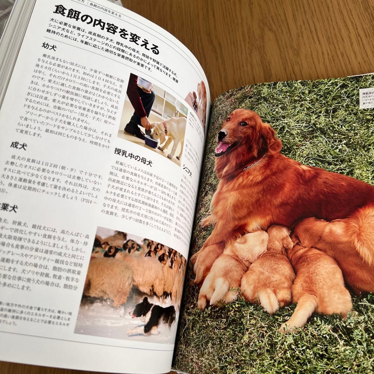 ビジュアル犬種百科図鑑／神里 洋　犬の図鑑　美品　