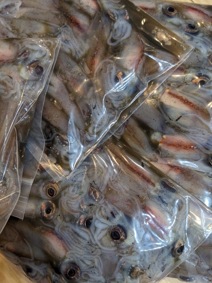 富山県産 釣餌用 冷凍ホタルイカ 200g入の画像1