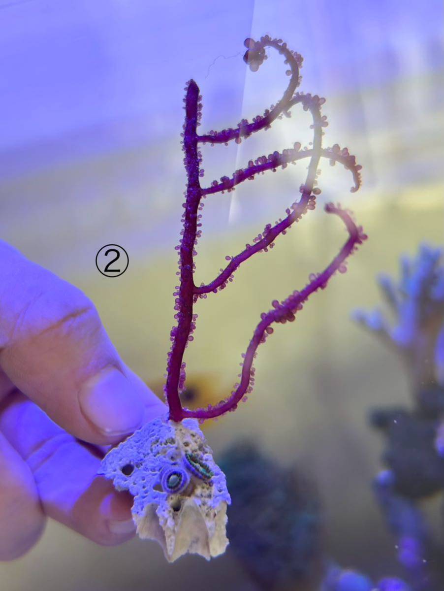 レッドグレーププランツ　海藻　紅藻　マメスナ　スターポリプ_画像3