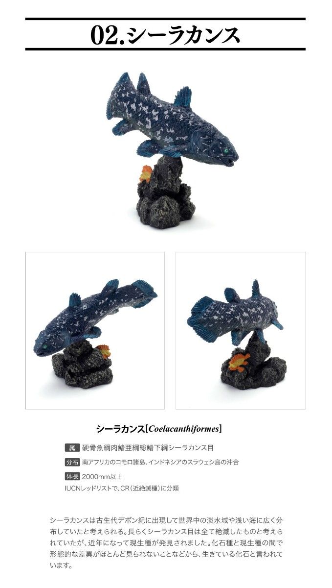 【開封品】いきもの大図鑑ミニコレクション 古代魚 シーラカンス BANDAI バンダイ ガシャポン