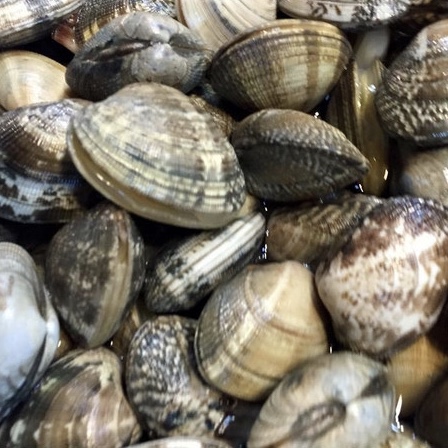 4....( large )1kg* freshness eminent![ super excellent brand. Hamana lake production ] littleneck clam year-end gift . New Year's greetings high class gift present gift inside festival hand earth production . goods New Year 