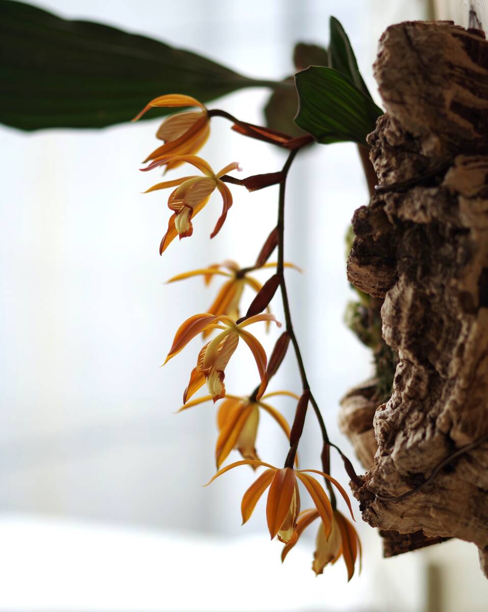 【洋ラン】Coelogyne odoardi 杉樹皮着生【セロジネ】_画像8