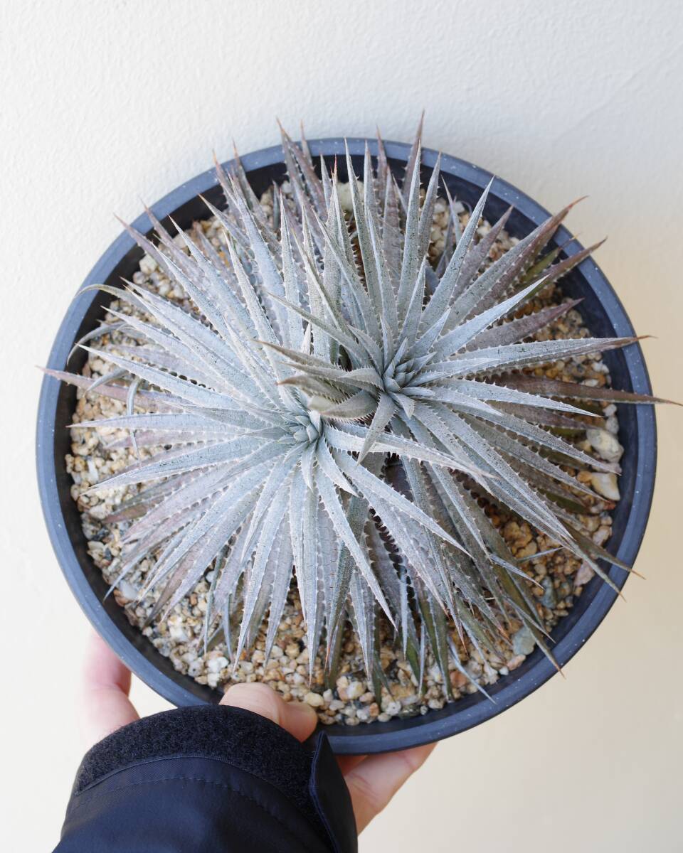 [ti Kia ]Dyckia hebdingii(Lageado Roxo Arroio dos Ratos.RS.Brazil)[ АО разделение ]