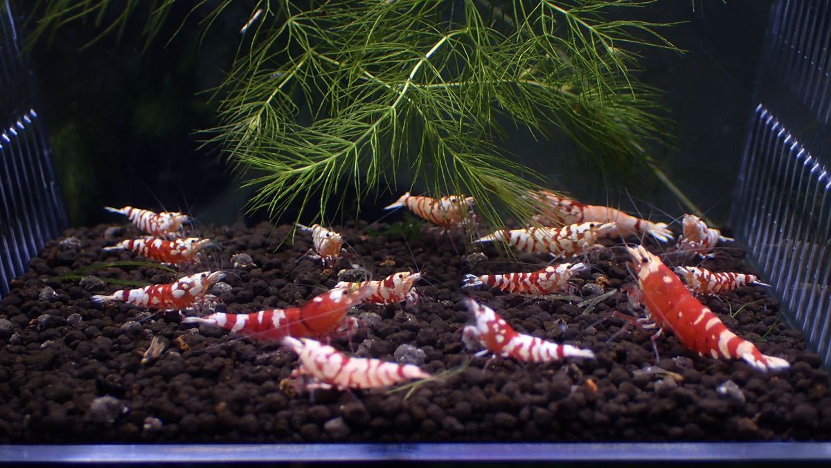 【Rmmks-shrimp（リームス）】Tiger Bee【太極】タイガービー　２ペア＋若個体11匹　画像の個体　春の繁殖用セット_画像6