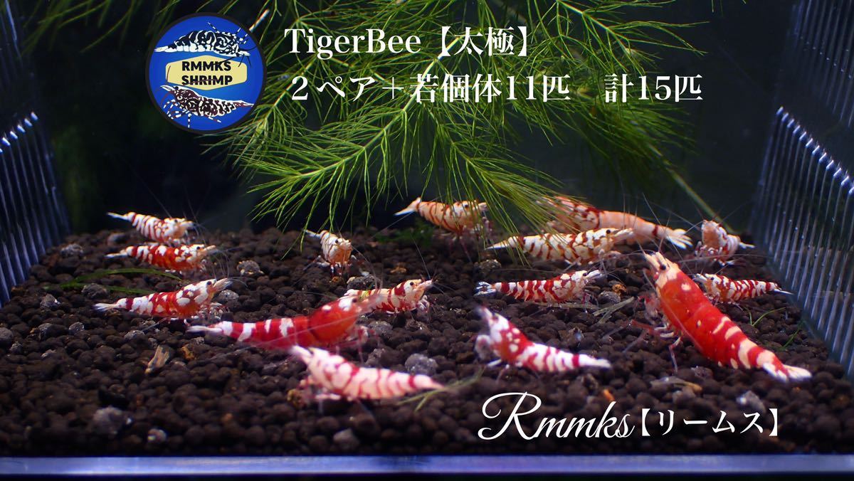 【Rmmks-shrimp（リームス）】Tiger Bee【太極】タイガービー　２ペア＋若個体11匹　画像の個体　春の繁殖用セット_画像1