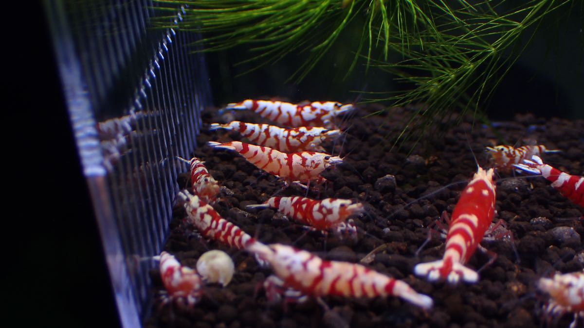【Rmmks-shrimp（リームス）】Tiger Bee【太極】タイガービー　２ペア＋若個体11匹　画像の個体　春の繁殖用セット_画像3