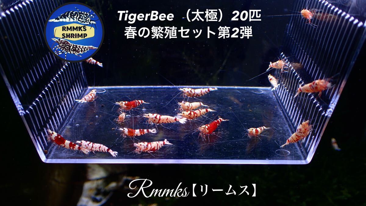 【Rmmks（リームス）】Tiger Bee【太極】タイガービー20匹画像の個体　春の繁殖用セット　_画像1