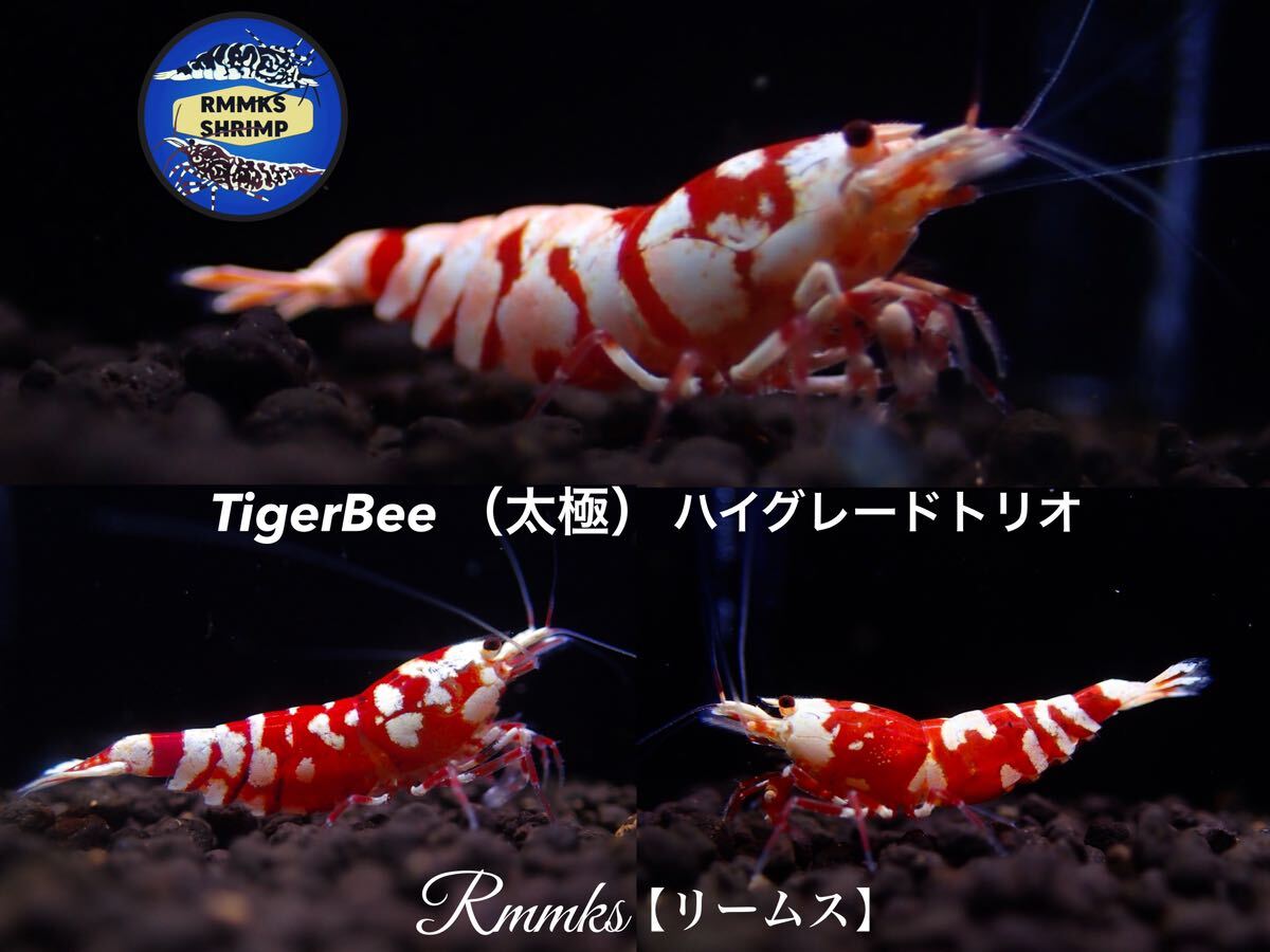 【Rmmks（リームス）】　TigerBee タイガービー（太極）♂1♀2（1匹抱卵中）トリオ　画像の個体　即決特典2つ♪_画像1