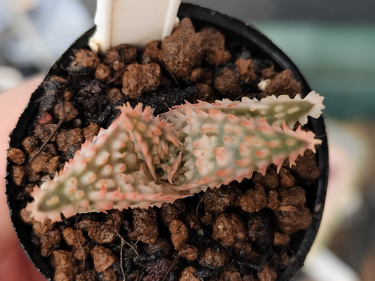 15実生　フラミンゴｘテンプラ　キズあり　多肉植物　アロエ　発根済み　ロウルサンコ　_画像2