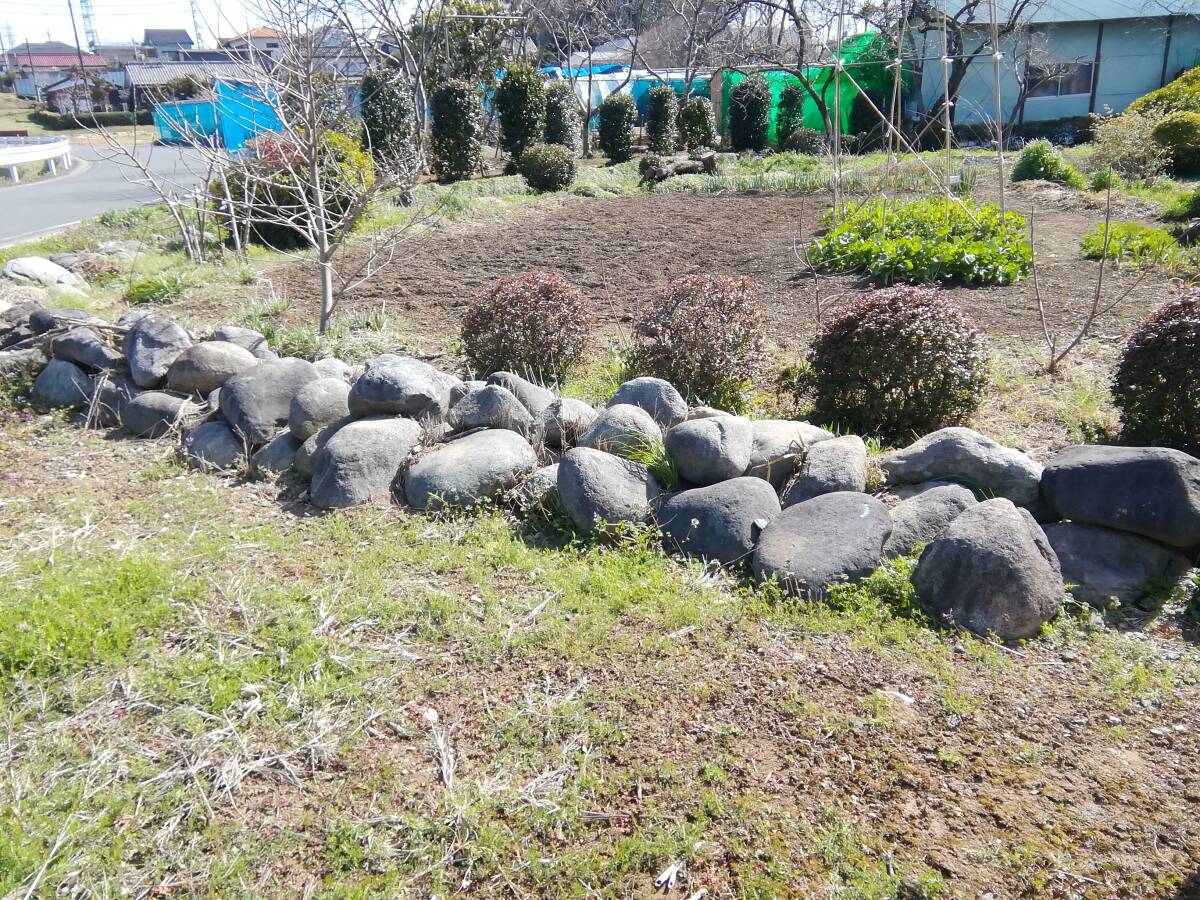 埼玉県坂戸市 御影石 玉石 大量 その昔、漬物に使っていた石に - 庭 埼玉県坂戸市 御影石 玉石 大量 その昔、漬物に使っていた石に - 庭