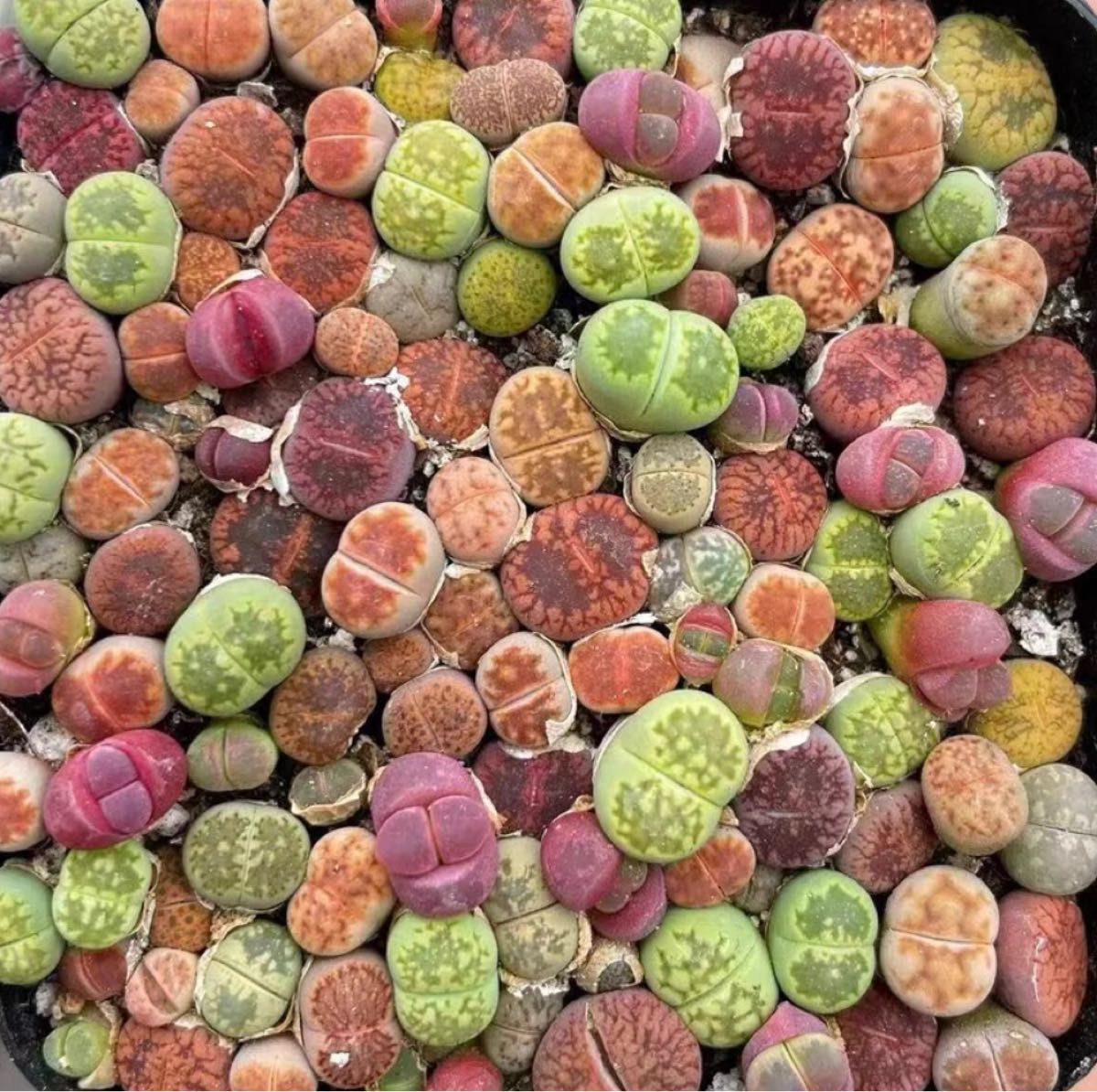 多肉植物 色の組み合わせ リトープス　1年の苗　30苗0.3-1cm 