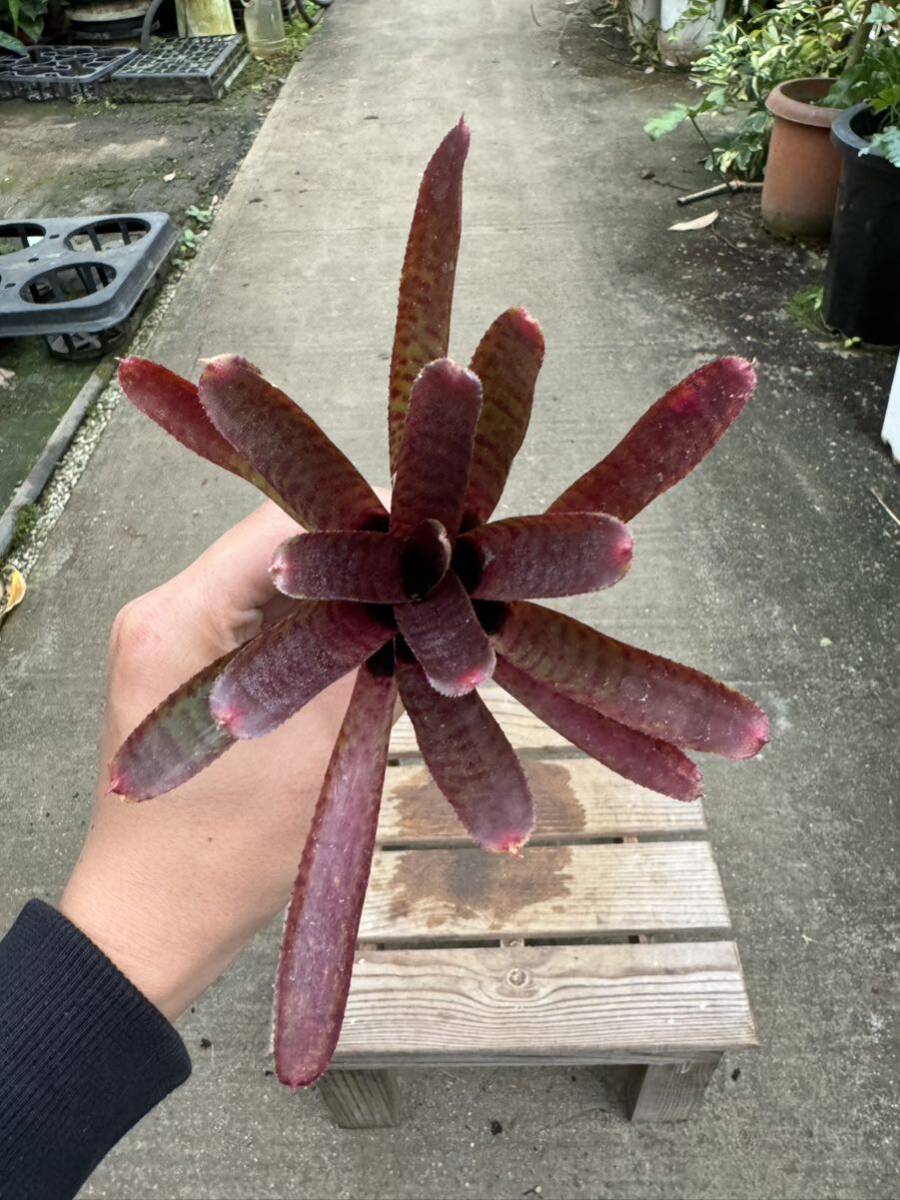 ネオレゲリア・アドニス ★ Neoregelia Adonis _画像2