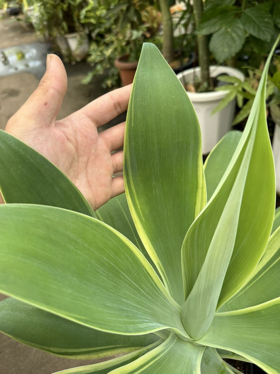 アガべ・アテナータ・黄斑 ★ Agave Attenuata Yellow-Variegata_画像7