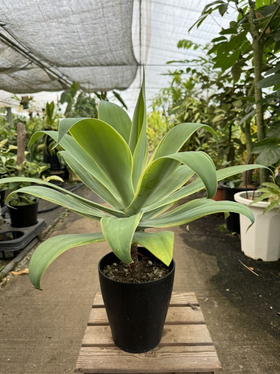 アガべ・アテナータ・黄斑 ★ Agave Attenuata Yellow-Variegata_画像1