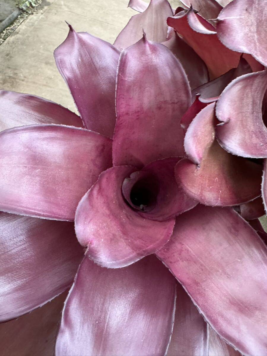 ネオレゲリア・パープルスター ★ Neoregelia Purple-Star _画像4