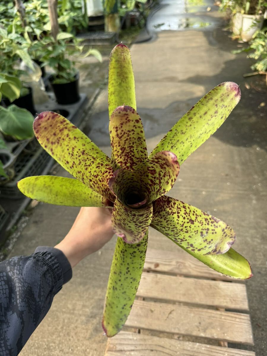 ネオレゲリア・パワーポイント★ Neoregelia Power-Point_画像1