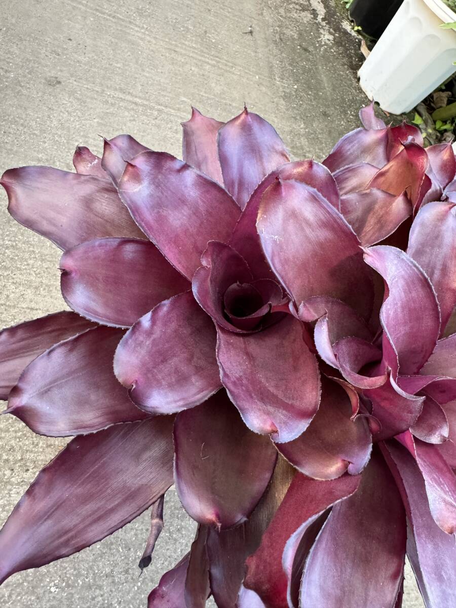 ネオレゲリア・パープルスター ★ Neoregelia Purple-Star_画像4