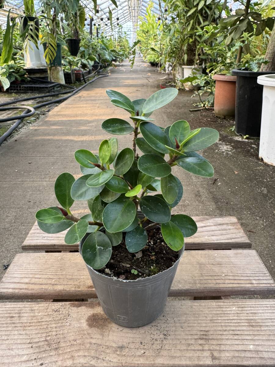 パンダガジュマル ★ Ficus Microcarpa ' Panda '_画像1