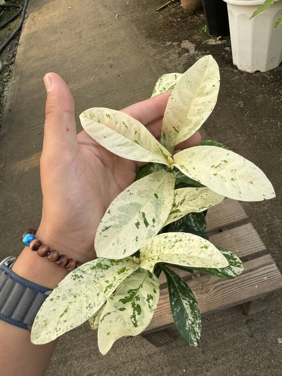 アコカンテラ・極斑 ★ Acokanthera Variegata_画像3