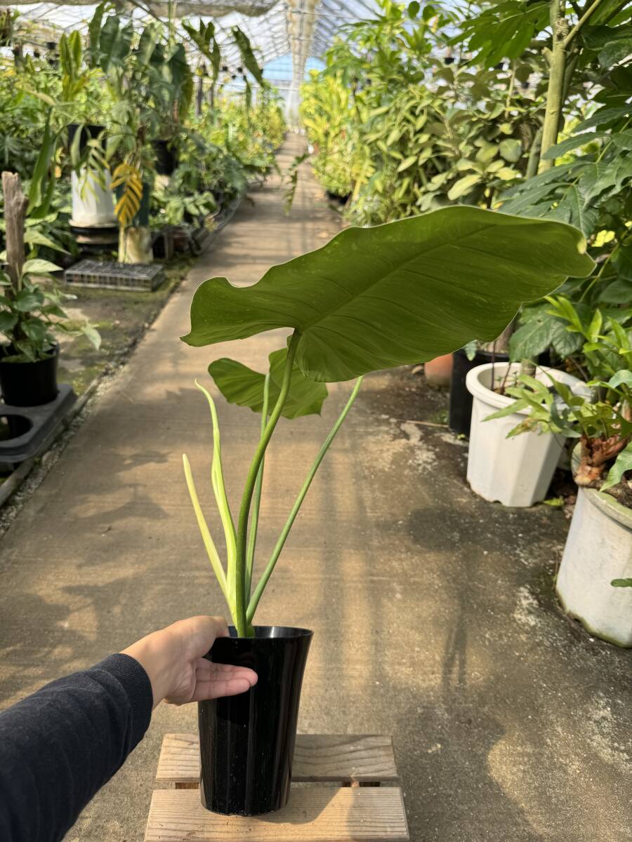 フィロデンドロン・ジョセブオノ ★ Philodendron Jose-Buonoの画像8