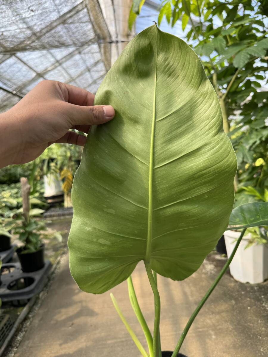 フィロデンドロン・ジョセブオノ ★ Philodendron Jose-Buonoの画像6