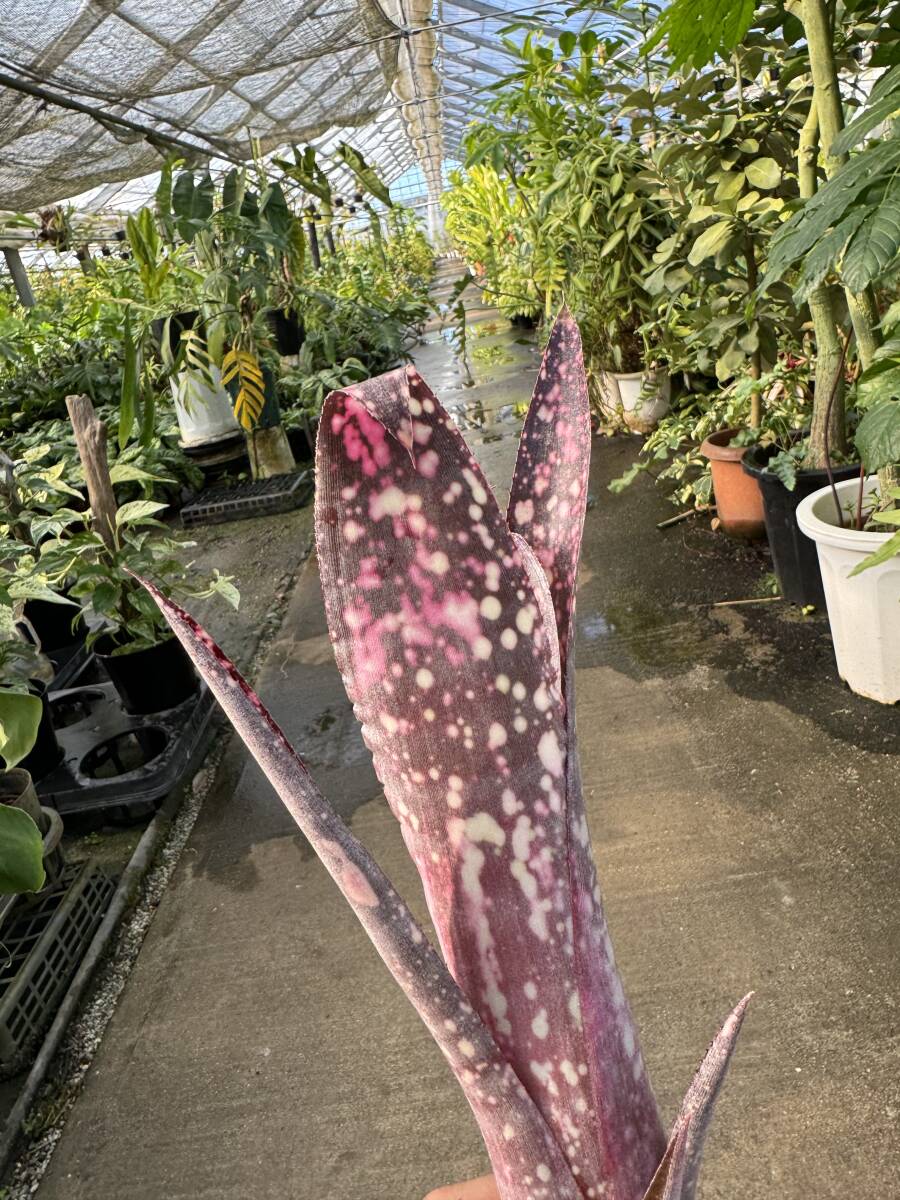 ビルベルギア・サンデルシー ★ Billbergia Sunderscie_画像2