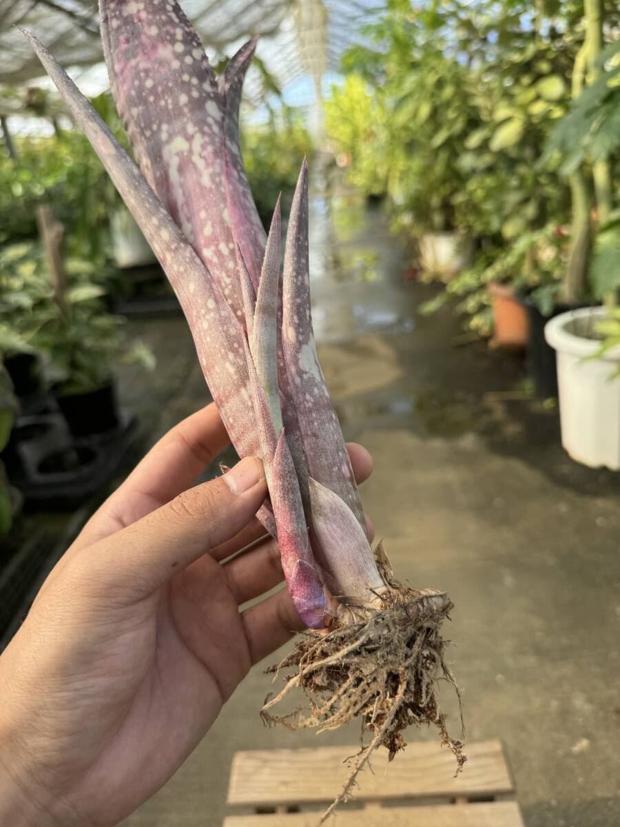 ビルベルギア・サンデルシー ★ Billbergia Sunderscie_画像4