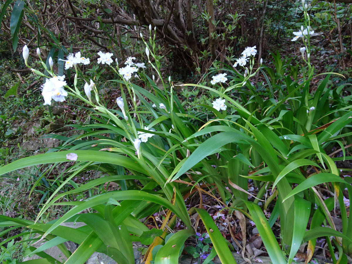 10株 600円 シャガ苗 山野草 即決 4月開花_画像3