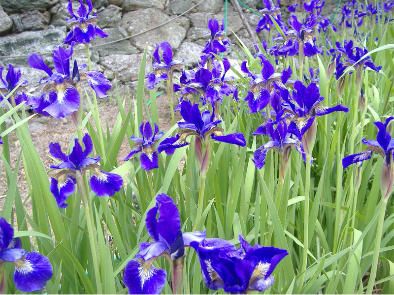 100芽 苗8000円 アヤメ 紫 山野草宿根草　5月開花　_画像4