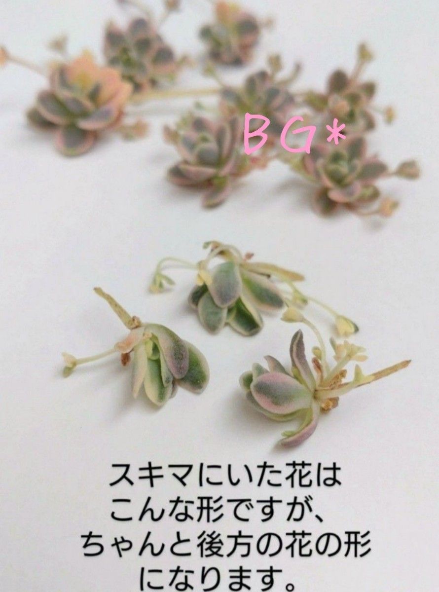 子持ち蓮華錦 カット苗 